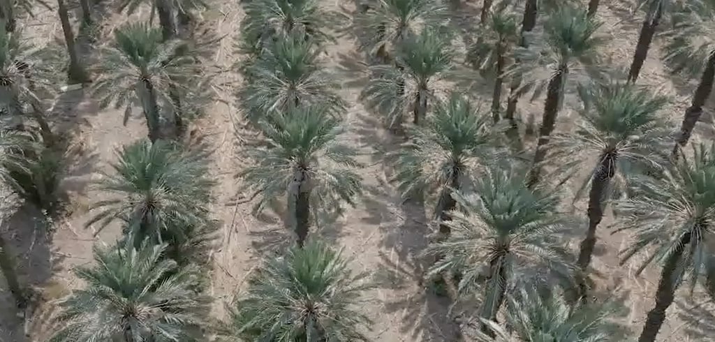 The Palm Tree – A Symbol of Life and Innovation The Palm Tree – A Symbol of Life and Innovation